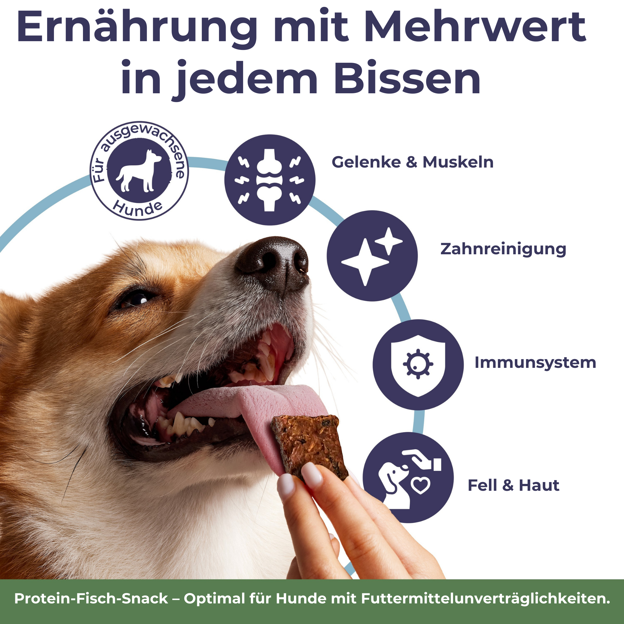 Chips aus Wels mit Kürbiskernen | 6x125g | Belohnung für Hunde