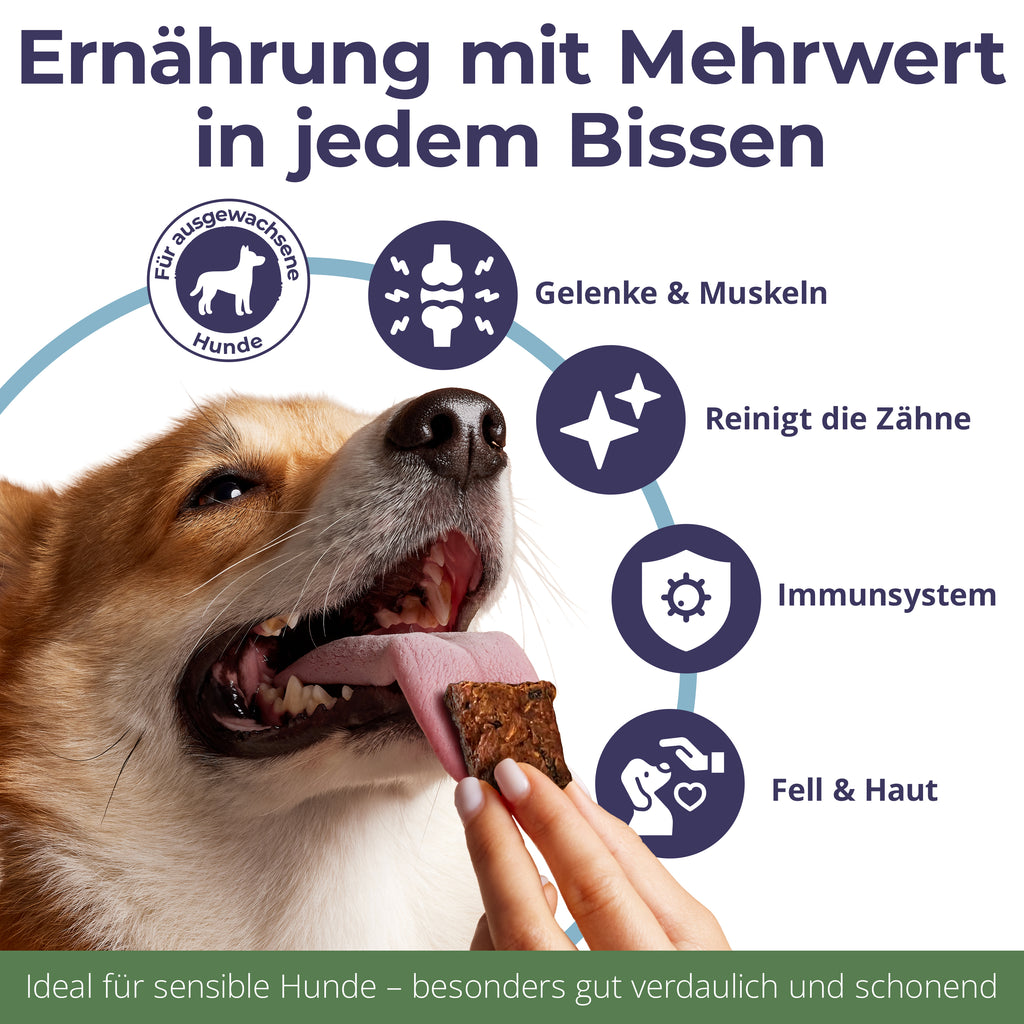 Chips aus Wels – MIX | Pur, Kürbis & Bierhefe | 3x125g | Belohnung für Hunde